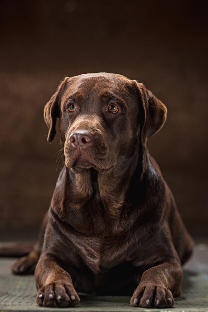 El retrato de un perro labrador marrón