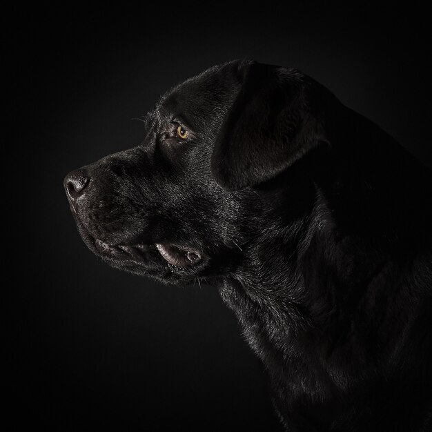 El retrato de un perro labrador negro contra un fondo oscuro.