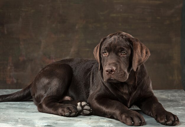 El retrato de un perro labrador negro contra un fondo oscuro.