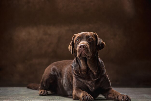 Retrato de un perro labrador negro tomado sobre un fondo oscuro.