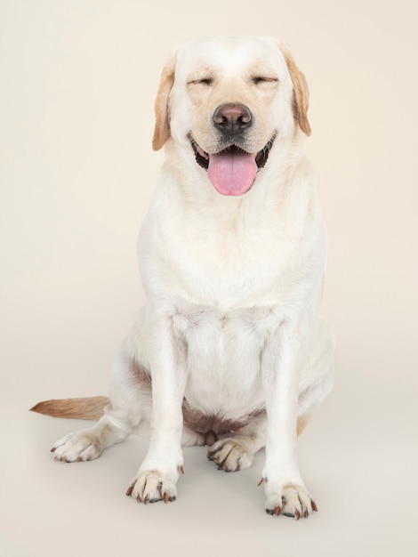 Retrato de un perro labrador retriever