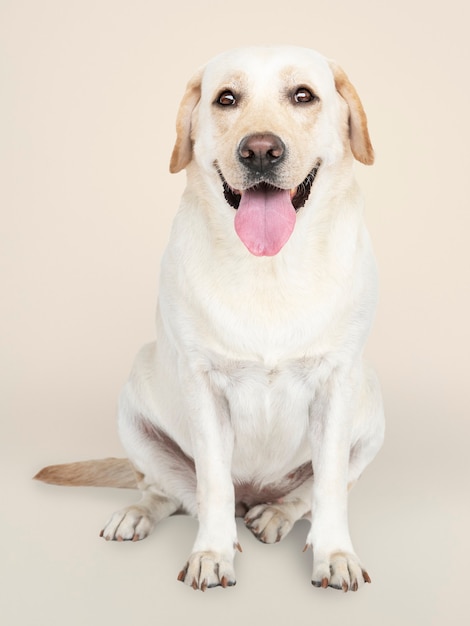 Retrato de un perro labrador retriever