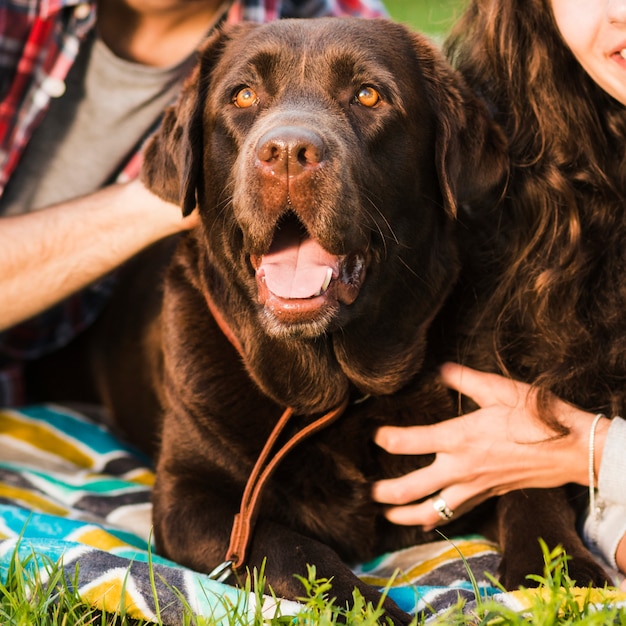 Retrato de un perro lindo con la boca abierta