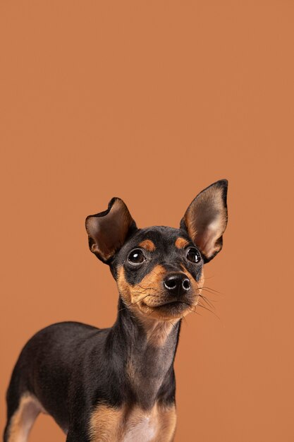 Retrato de perro lindo en un estudio