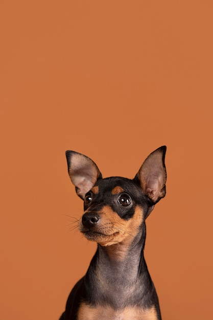 Foto gratuita retrato de perro lindo en un estudio