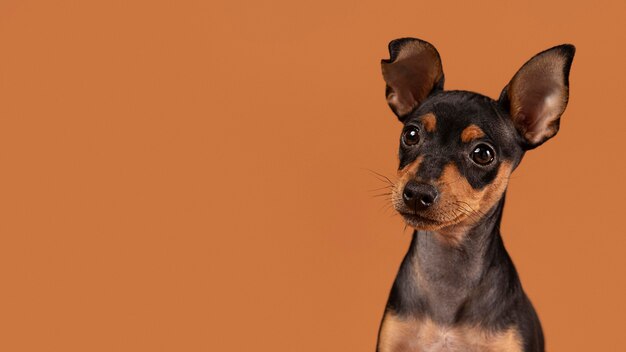 Retrato de perro lindo en un estudio