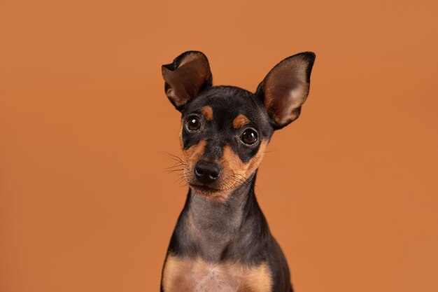 Retrato de perro lindo en un estudio