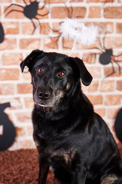 Retrato de perro negro con halo en halloween