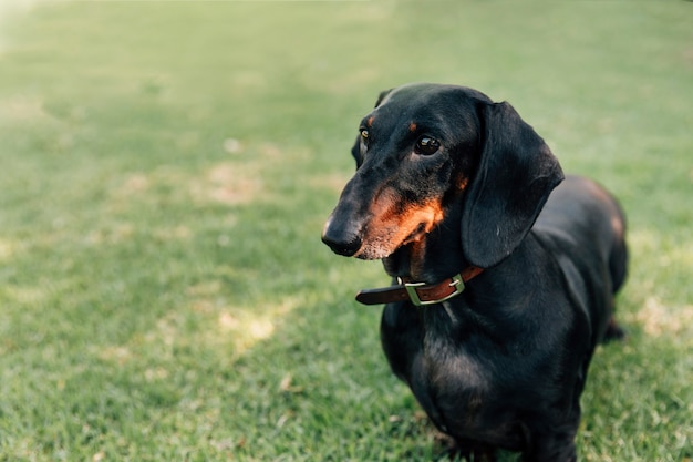 Retrato de perro obediente de pie en la hierba verde