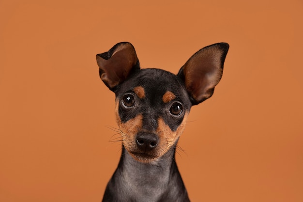 Retrato de perro pequeño en un estudio.