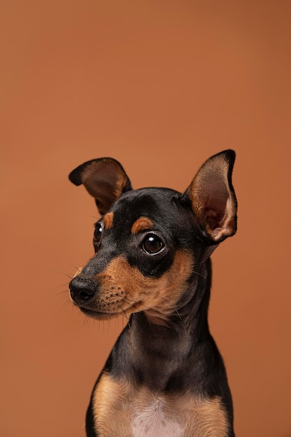 Retrato de perro pequeño en un estudio.
