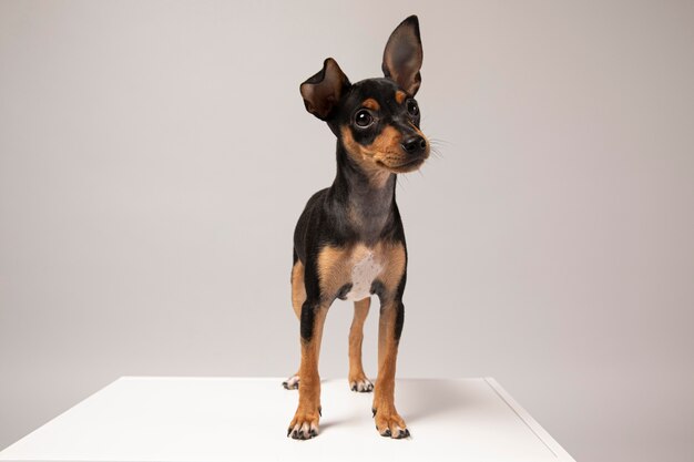 Retrato de perro pequeño en un estudio.