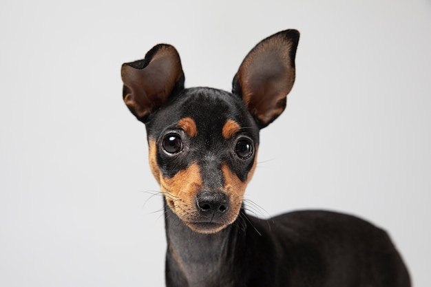 Retrato de perro pequeño en un estudio.