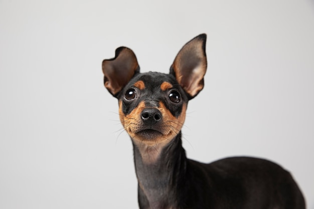 Retrato de perro pequeño en un estudio.