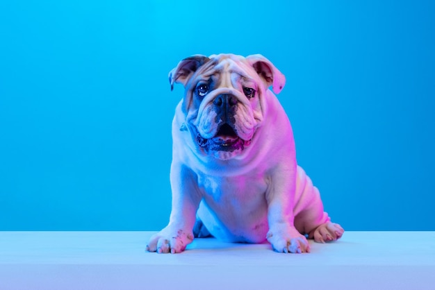 Retrato de perro de pura raza bulldog inglés posando aislado sobre fondo de estudio en luz azul neón Concepto de acción de movimiento mascotas aman la vida animal