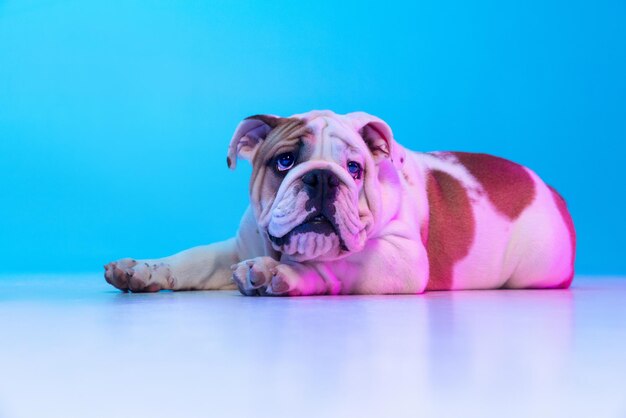 Retrato de perro de pura raza bulldog inglés posando aislado sobre fondo de estudio en luz azul neón Concepto de acción de movimiento mascotas aman la vida animal