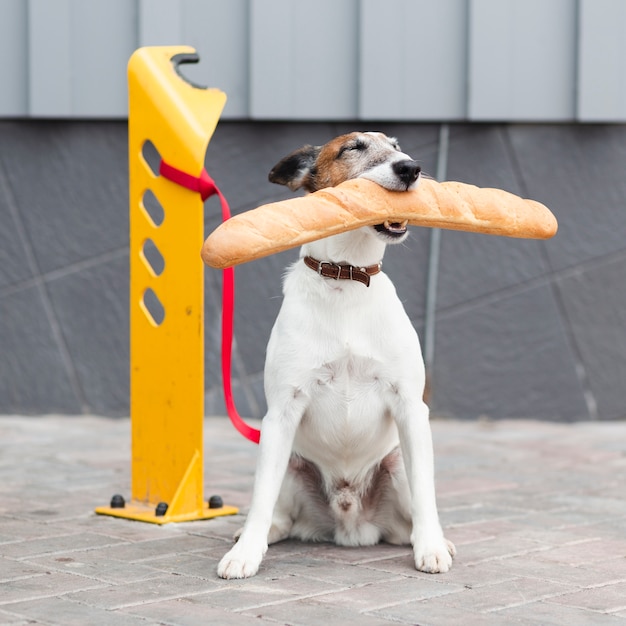 Foto gratuita retrato perro sentado y sosteniendo baguette