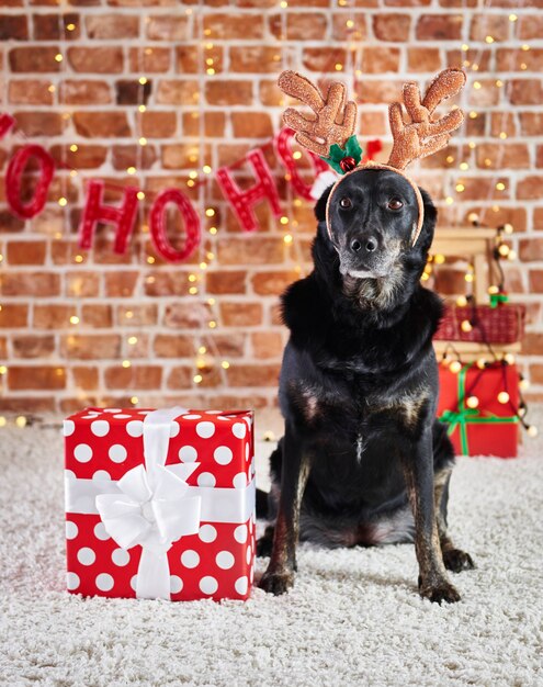 Retrato de perro triste con cuernos de reno y regalo de Navidad