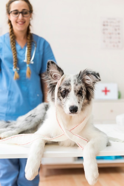 Retrato de un perro con vendaje en la mesa