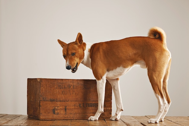 Retrato de pie de un lindo perrito activo junto a una caja de vino vintage marrón en un estudio con paredes blancas