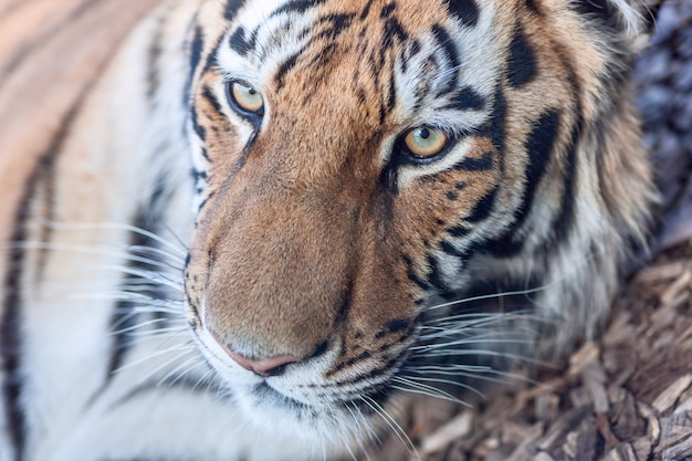 Foto gratuita el retrato de primer plano de una cabeza de tigre