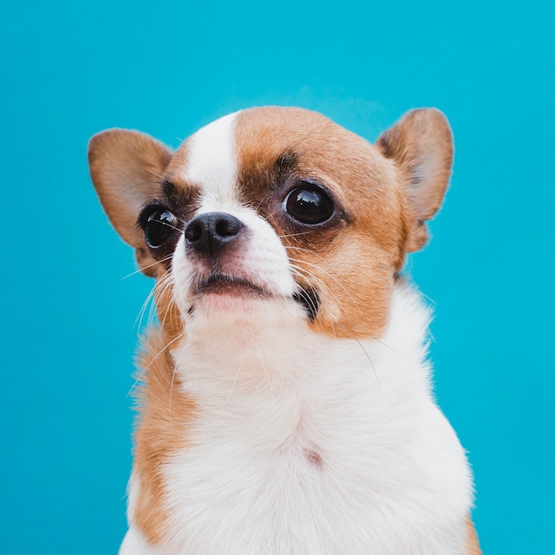 Retrato de primer plano de un perro chihuahua mirando a otro lado