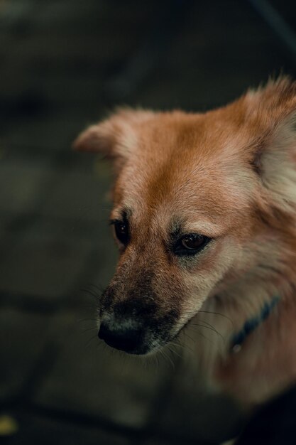 Retrato de primer plano de un perro.