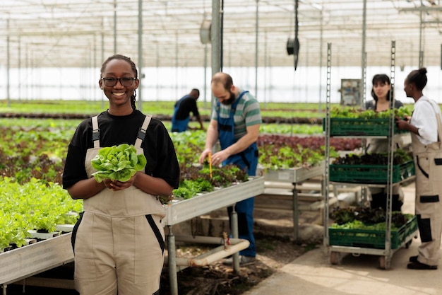 Retrato de un trabajador afroamericano que sostiene lechuga verde fresca cultivada en un ambiente hidropónico controlado para su entrega. Mujer sonriente que muestra una ensalada recién cosechada cultivada en un invernadero moderno.