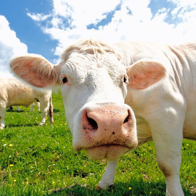 Retrato de vaca de cabeza blanca sobre la hierba verde