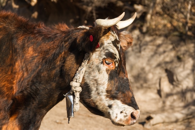 Foto gratuita retrato de vaca lechera sentada en el campo