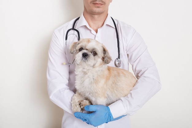 Retrato de veterinario sin rostro en bata y guantes protectores con perro pequinés en manos