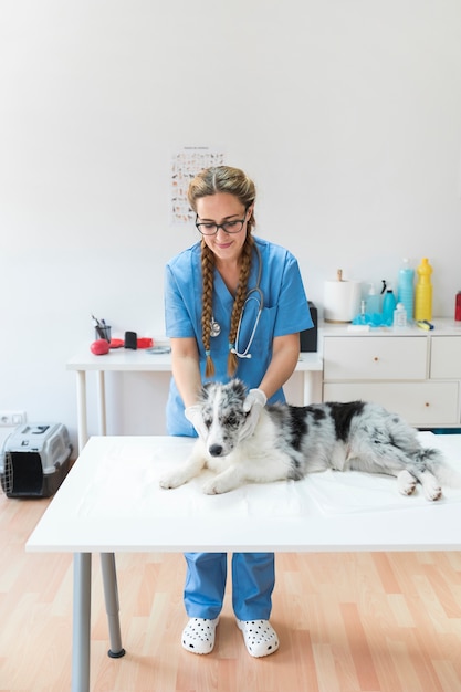 Retrato del veterinario de sexo femenino que examina el perro que miente en la tabla