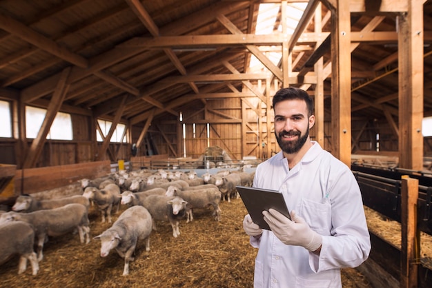 Retrato de veterinario vestido con bata blanca con guantes de goma de pie en la granja doméstica de ovejas