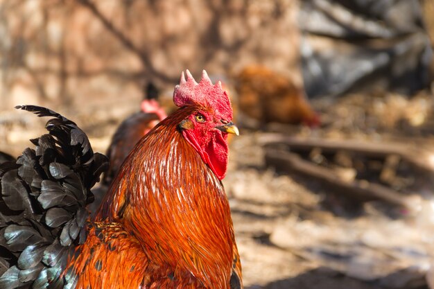 Retrato de vistoso gallo en el gallinero con vistoso plumaje