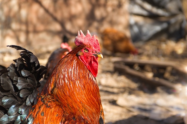 Retrato de vistoso gallo en el gallinero con vistoso plumaje