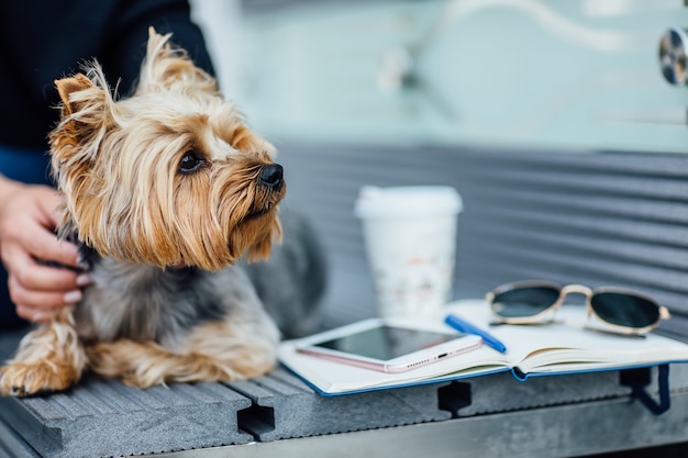 Retrato de Yorkshire Terrier perro emplazamiento en el banco, concepto de moda. Con su mujer.