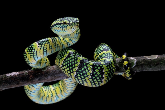 Foto gratuita rhacophorus dulitensis closeup sobre capullo rojo