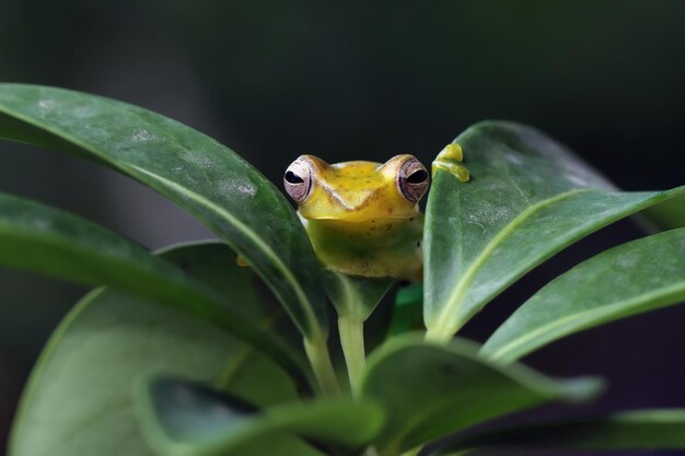 Rhacophorus dulitensis closeup sobre hojas verdes