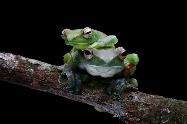 Rhacophorus dulitensis o rana arborícola de jade closeup sentada en una rama rana arborícola indonesia