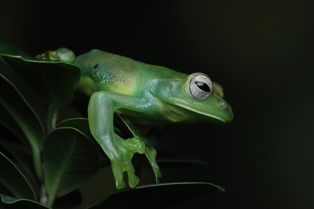 Rhacophorus dulitensis primer plano sobre hojas verdes