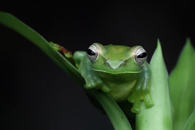 Rhacophorus dulitensis primer plano sobre hojas verdes