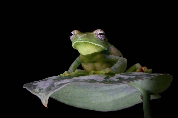 Rhacophorus dulitensis primer plano sobre hojas verdes