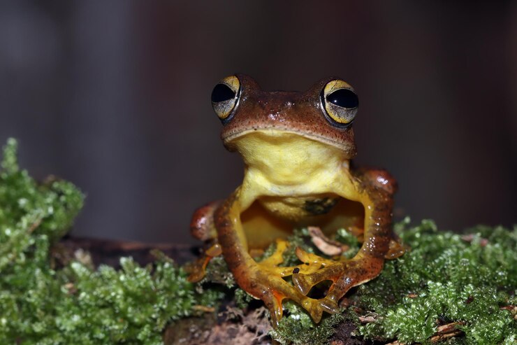Foto gratuito rhacophorus margaritifer closeup sobre musgo