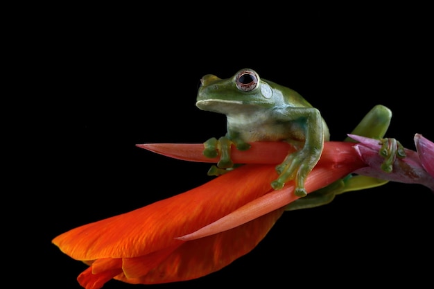 Rhacophorus prominanus o la rana arborícola malaya en flor roja