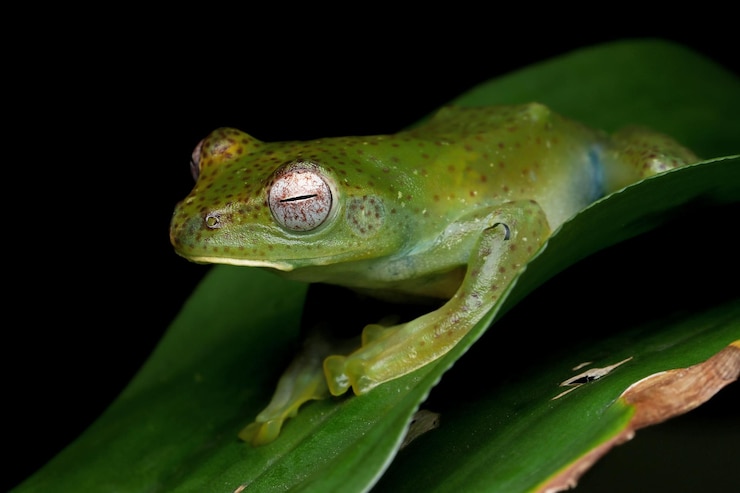 Foto gratuito rhacophorus prominanus o la rana arborícola malaya en hojas verdes