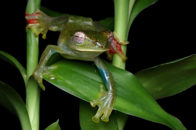 Rhacophorus prominanus o la rana voladora malaya closeup sobre hojas secas