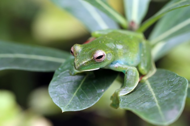 Rhacophorus prominanus o la rana voladora malaya closeup sobre hojas verdes