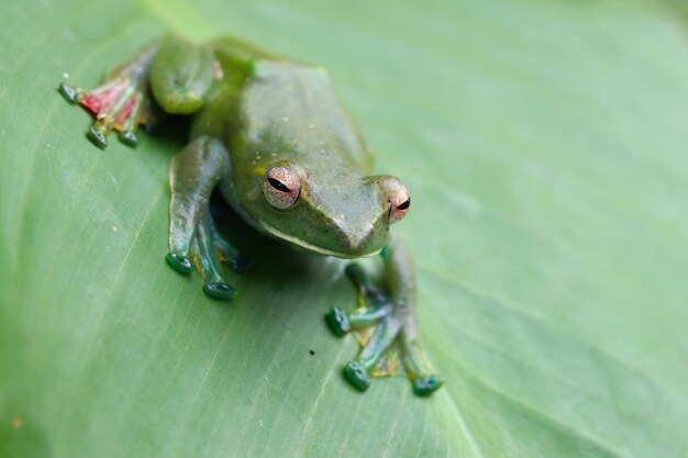 Rhacophorus prominanus o la rana voladora malaya closeup sobre hojas verdes