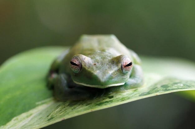 Rhacophorus prominanus o la rana voladora malaya closeup sobre hojas verdes