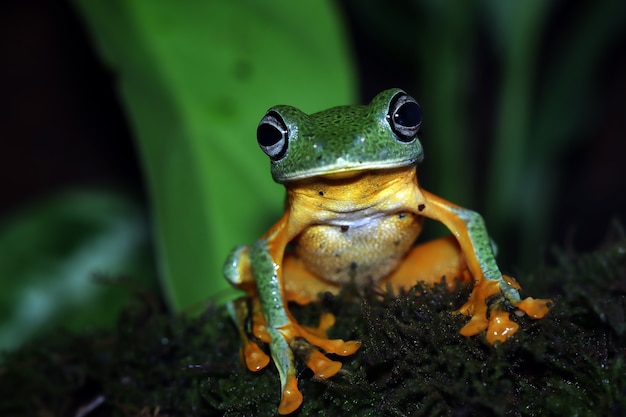 rhacophorus reinwartii en hojas verdes